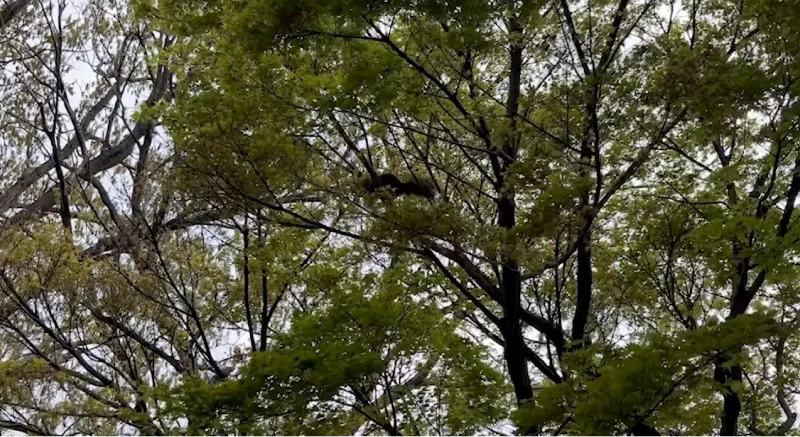 Movieサムネイル